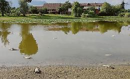 Strage di pesci nel lago: «Colpa della siccità ma anche dell’incuria»