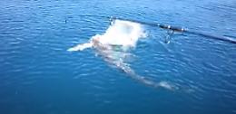 Il pesce abbocca all'amo, lo squalo se lo mangia