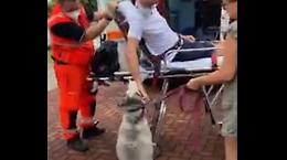 Il padrone torna a casa dopo venti giorni, il cane emoziona tutti