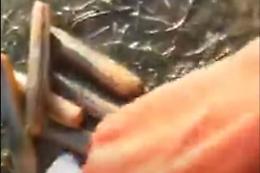 Mette il sale nei buchi della sabbia e tira fuori i cannolicchi