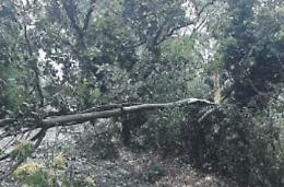 Con la pioggia arrivano i danni: il vento abbatte decine di alberi