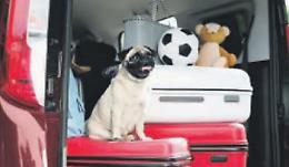 Micio e Fido pronti ad andare in ferie: una famiglia su tre non rinuncia ai pet