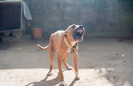 Azzannata al volto da un cane: paura sulla riva del Chiusella