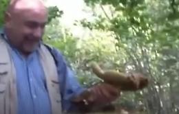 Un porcino da record: non entra neppure nel cestino