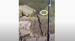 Attenzione, tra gli scogli c'è un serpente