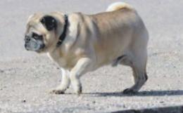 L’asfalto bollente pericolo per Fido: come proteggere le zampe in estate