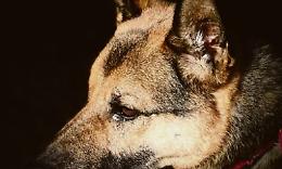 Troppi cani anziani “restituiti”: «Siamo già vicini al collasso»