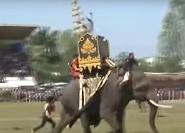L'elefante perde la pazienza e va all'attacco