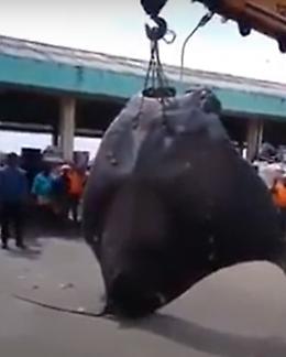 La razza pescata in mare è troppo grande. Ci vuole un carro gru per tirarla su