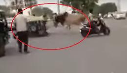 Il toro inferocito: punta una motocarrozzetta, la travolge e la ribalta