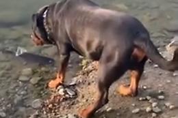 Chi la spunta tra il cane e il pesce?