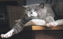 Lontani dalla cuccia e dal pavimento: ecco dove amano dormire i nostri gatti