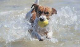 Dallo scavare buche al gioco del riporto: come divertirsi al mare insieme a Fido