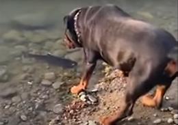 Cane contro pesce: chi la spunta tra i due in questo insolito duello?