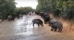 Un branco di cinghiali "presidia" la carreggiata: passare di là è impossibile...