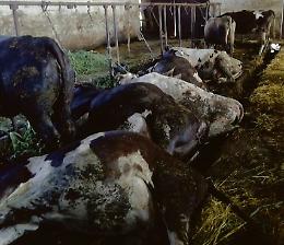 Mucche avvelenate, l’appello: «Non utilizzate erba di sfalcio»