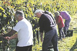 Nerone e siccità bruciano il Piemonte, ma la vendemmia sarà buona