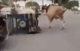 Battaglia fra tori: si affrontano in strada e...ci va di mezzo una motocarrozzetta!!