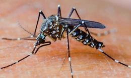 È arrivata la Febbre del Nilo: il primo contagio a Moncalieri
