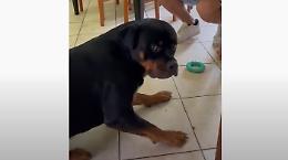 Il cagnolone mortificato: crede di averla fatta grossa