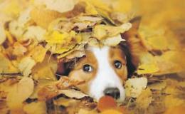 Umidità, parassiti e funghi velenosi: i primi pericoli autunnali per Fido