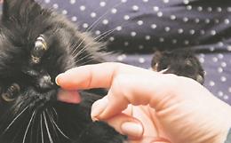Ansia, solitudine, pulizia o appetito: perché i nostri gatti amano leccarci