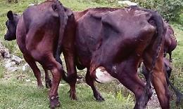 Una mandria di 200 animali abbandonata a morire di fame