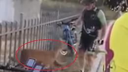 Il cerbiatto resta incastrato nella ringhiera. I ciclisti lo liberano così