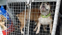 I bulldog rinchiusi e incatenati in cantina con la loro padrona