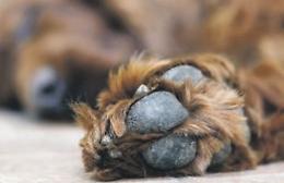 Il cane può ferirsi anche ai cuscinetti: come curare le lesioni ai polpastrelli