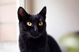 I gatti hanno 230 ossa, più dell’uomo. Ma occhio alle articolazioni della coda