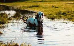 Fido ama giocare con le pozzanghere, ma occhio al rischio della leptospirosi