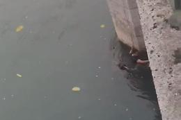 Torino, ragazza cade nella Stura: due poliziotti si tuffano e la salvano [VIDEO]