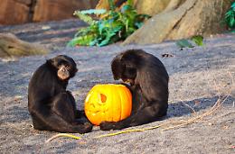 Halloween al Bioparco Zoom: è festa anche per gli animali [LE FOTO]