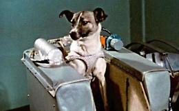 La piccola Laika, primo cane ad orbitare attorno alla terra