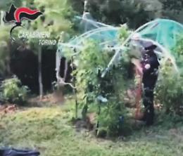 Piantagione di marijuana in giardino: noto ristoratore finisce in manette