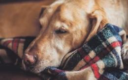 Al via la campagna #donaunacoperta: «Così scaldiamo gli animali nei canili»