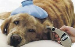 Sintomi, terapia e alimentazione: occhio al pericolo diabete nel cane