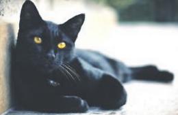 Il 17 arriva la giornata del gatto nero: quanti miti e curiosità da sfatare