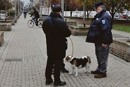 Un vigliacco contro i cani