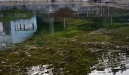 Dal Po al lago di Avigliana: torna l’incubo Myriophyllum