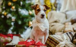 Cucce, giochini o cibo per Micio e Fido, ma sotto l’albero occhio alla tecnologia