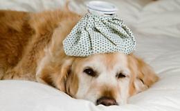 Raffreddori o addirittura polmoniti: anche Fido può ammalarsi in inverno