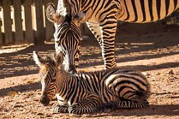 Zoom Torino, il Natale diventa 'bestiale'. E si festeggia la nascita di un cucciolo di zebra [LE FOTO]