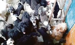 Allevamento lager di cuccioli: l’Enpa salva 80 barboncini