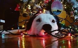 L’albero di Natale può essere pericoloso: plastica, luci e palle sono letali per Fido