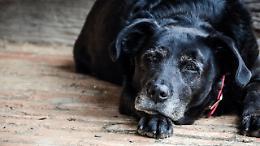 La campagna natalizia #adottaunnonno: «Incentivare l’adozione dei cani senior»