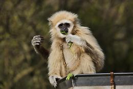Torino, la scoperta: coordinazione e regolarità ritmiche tipicamente umane trovate in un altro primate