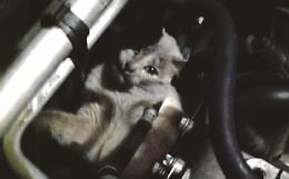 Gatto nel vano motore dell’automobile: suonate il clacson prima di accenderla