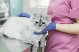 Dagli starnuti fino alla lacrimazione: anche i gatti si ammalano in inverno